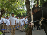 Idul Adha 1438H, Menteri ESDM Serahkan Hewan Qurban