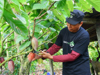 Kembangkan Kakao Berkualitas Dunia, Program PPM Tambang Dongkrak Kesejahteraan Petani Berau