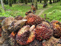 Potensi Biomassa Menjanjikan, Indonesia Prediksi Hasilkan Listrik Setara 56,97 GW