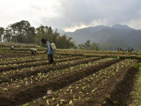 300 Unit PJU-TS Dukung Aktivitas Bertani Masyarakat Malang